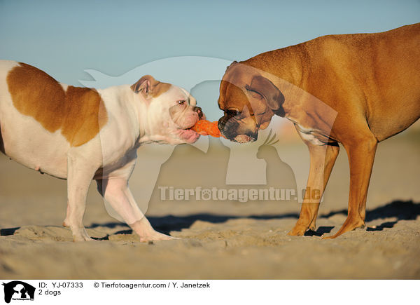 2 Hunde / 2 dogs / YJ-07333