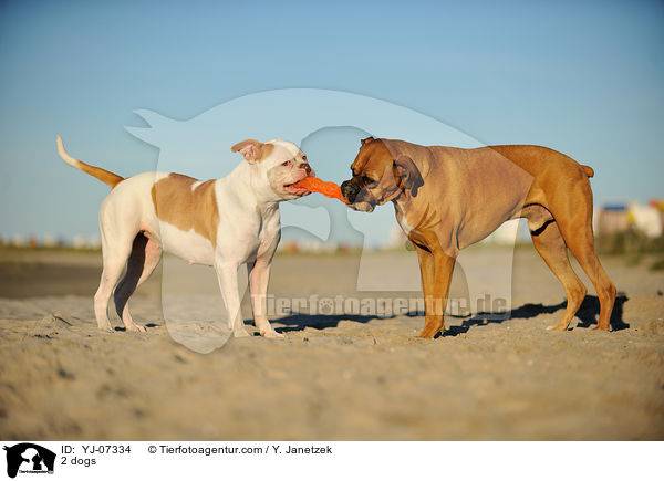 2 Hunde / 2 dogs / YJ-07334