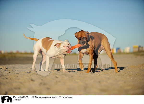 2 Hunde / 2 dogs / YJ-07335