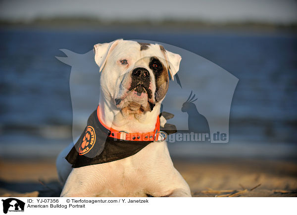 American Bulldog Portrait / YJ-07356