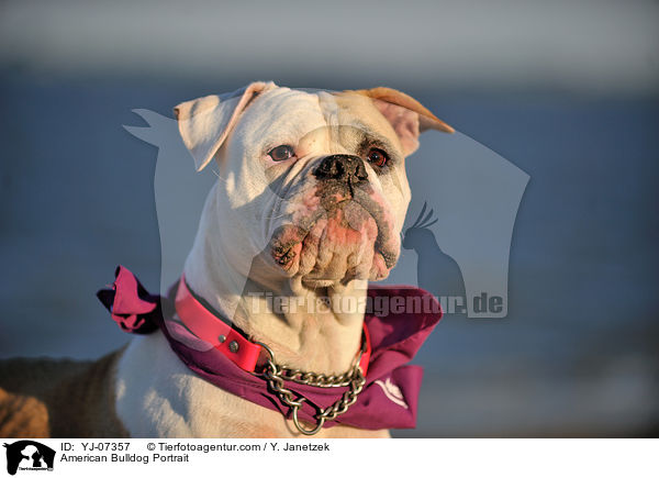 American Bulldog Portrait / YJ-07357