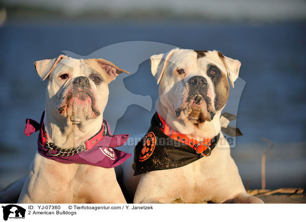 2 American Bulldogs / YJ-07360