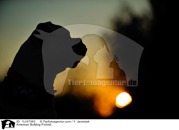 American Bulldog Portrait / YJ-07363
