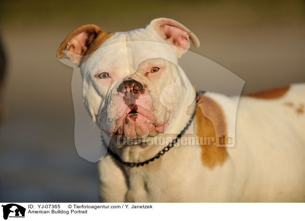 American Bulldog Portrait / YJ-07365