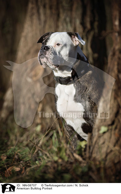 American Bulldog Portrait / NN-08707