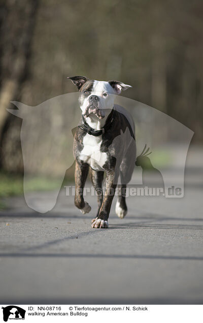 walking American Bulldog / NN-08716