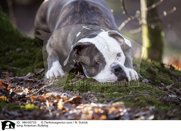 lying American Bulldog / NN-08735