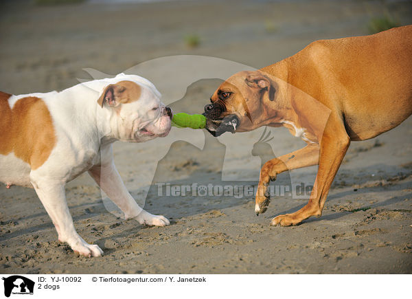 2 dogs / YJ-10092