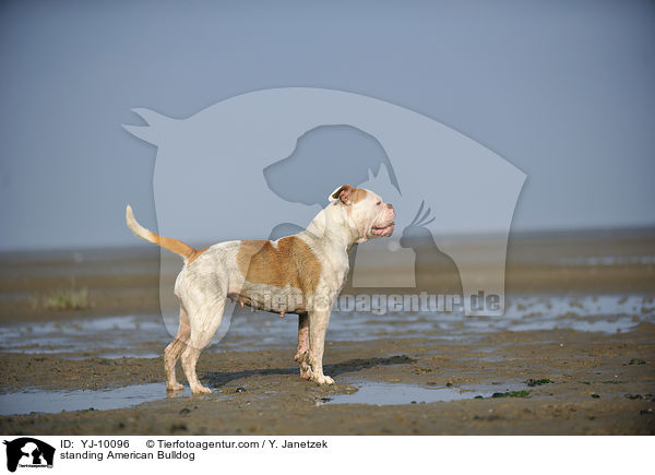 stehender American Bulldog / standing American Bulldog / YJ-10096