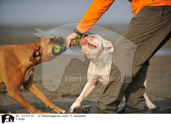 2 dogs / YJ-10115