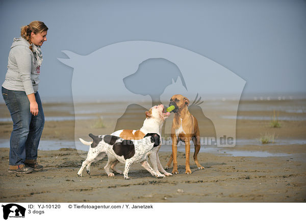 3 Hunde / 3 dogs / YJ-10120