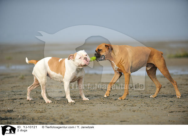 2 dogs / YJ-10121