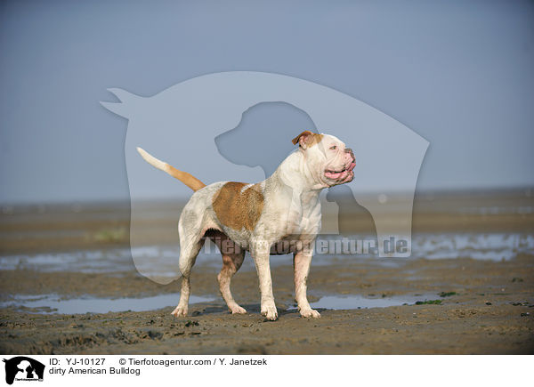 dreckiger American Bulldog / dirty American Bulldog / YJ-10127