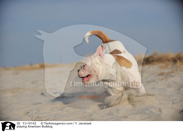 playing American Bulldog / YJ-10142