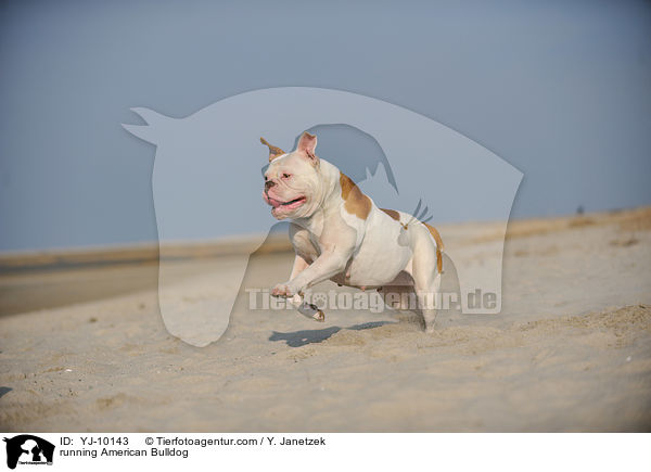 running American Bulldog / YJ-10143