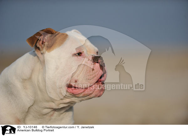 American Bulldog Portrait / YJ-10146