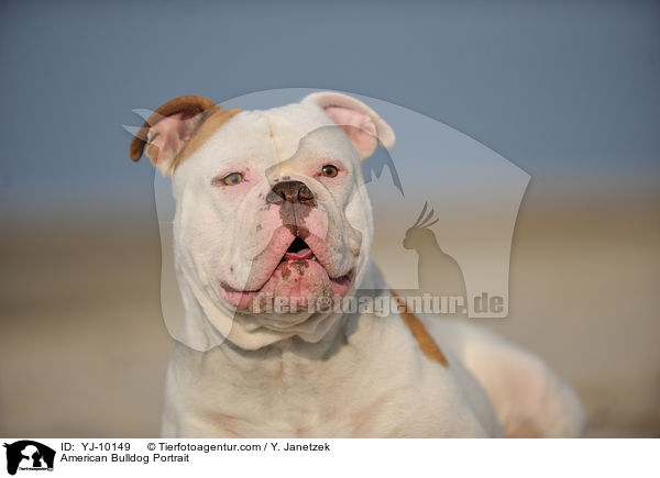 American Bulldog Portrait / YJ-10149