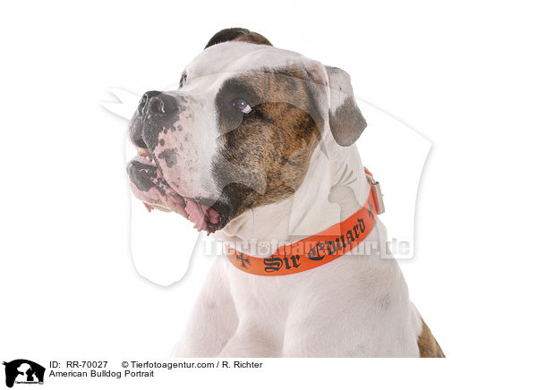 American Bulldog Portrait / RR-70027