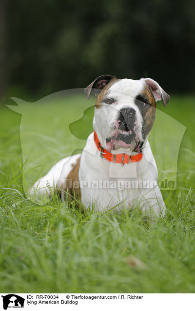 lying American Bulldog / RR-70034