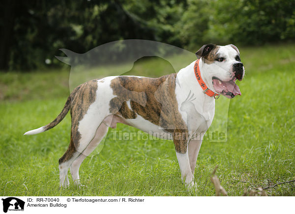 American Bulldog / RR-70040