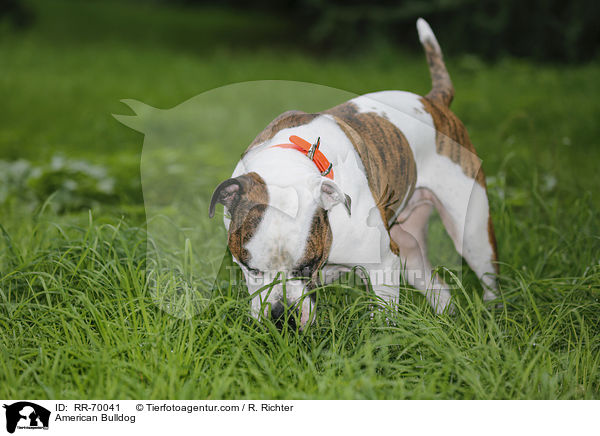 American Bulldog / RR-70041