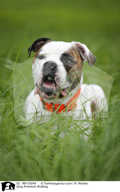 lying American Bulldog / RR-70048