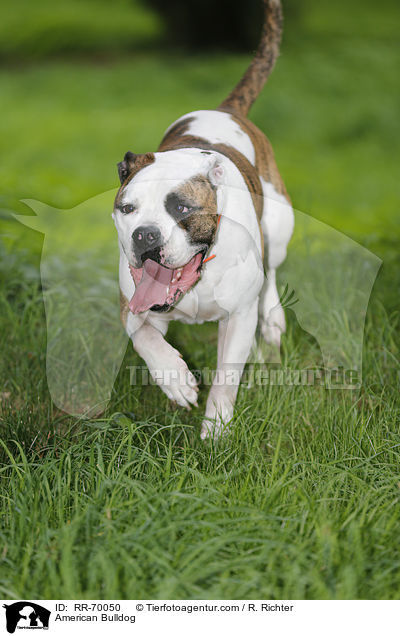 American Bulldog / RR-70050