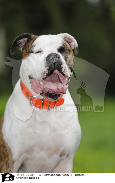 American Bulldog / RR-70051