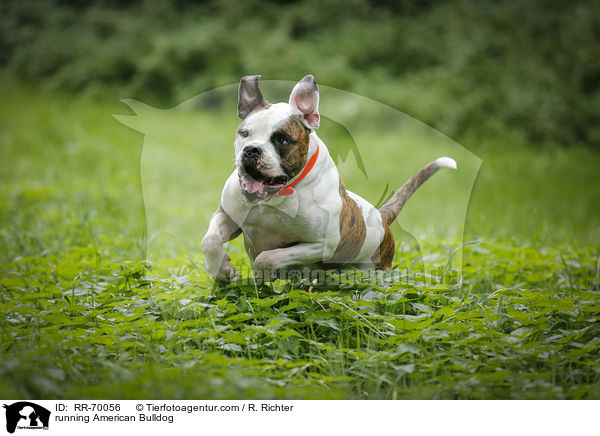 running American Bulldog / RR-70056