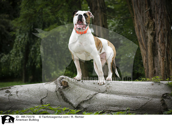 American Bulldog / American Bulldog / RR-70078