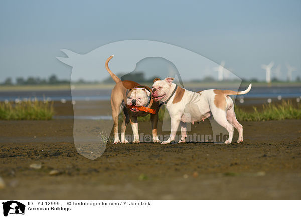American Bulldogs / YJ-12999