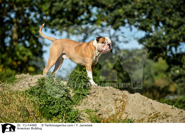 American Bulldog / YJ-14489