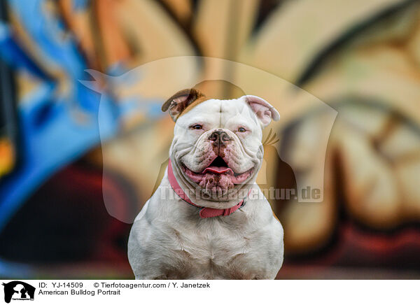 American Bulldog Portrait / YJ-14509