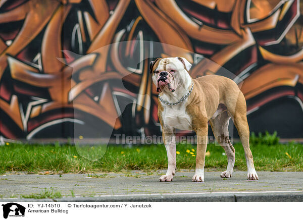 American Bulldog / YJ-14510