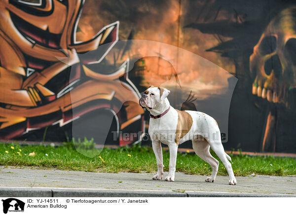 American Bulldog / YJ-14511