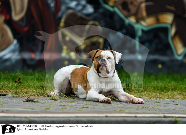 lying American Bulldog / YJ-14518