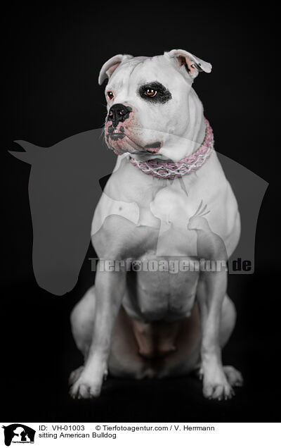 sitting American Bulldog / VH-01003