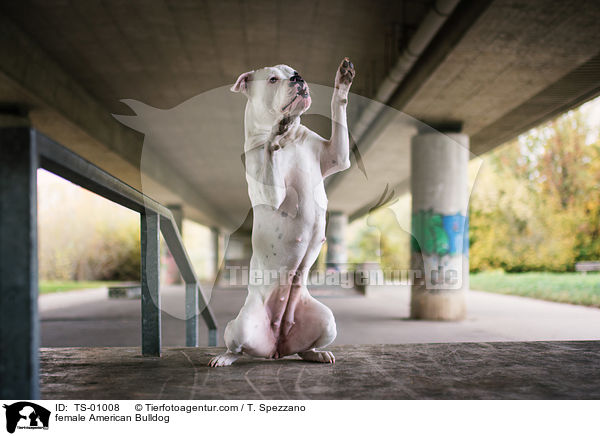 female American Bulldog / TS-01008