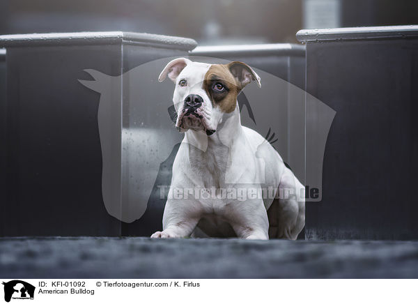American Bulldog / KFI-01092