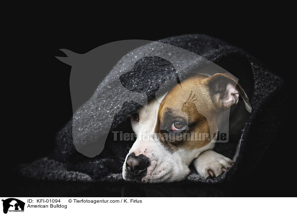 American Bulldog / KFI-01094