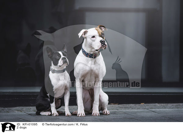 2 Hunde / 2 dogs / KFI-01095