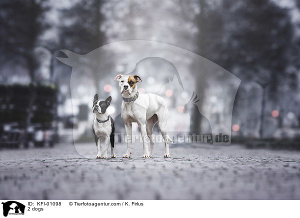 2 Hunde / 2 dogs / KFI-01098