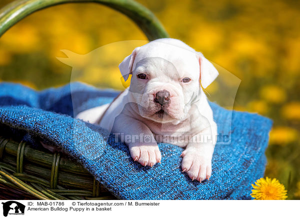American Bulldog Puppy in a basket / MAB-01786