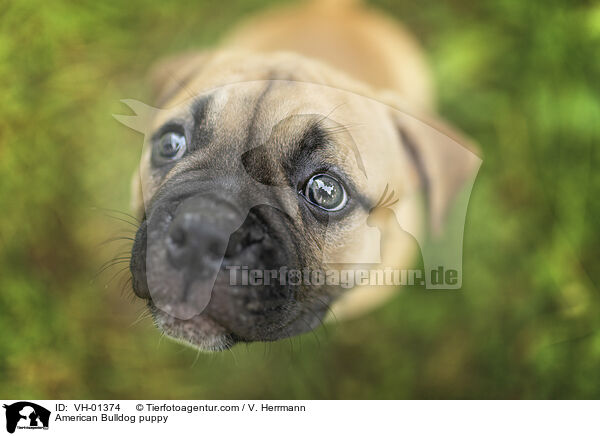American Bulldog puppy / VH-01374