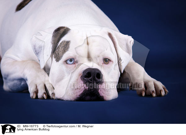 liegende Amerikanische Bulldogge / lying American Bulldog / MW-16773