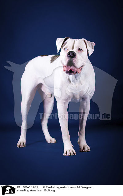 stehende Amerikanische Bulldogge / standing American Bulldog / MW-16781