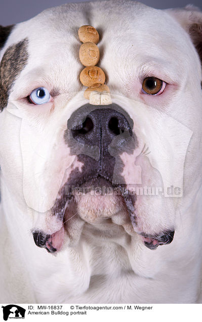 Amerikanische Bulldogge Portrait / American Bulldog portrait / MW-16837