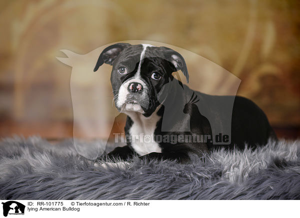 liegende Amerikanische Bulldogge / lying American Bulldog / RR-101775