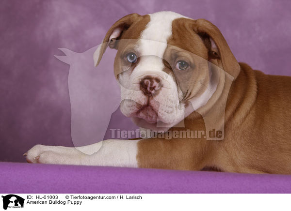 American Bulldog Puppy / HL-01003