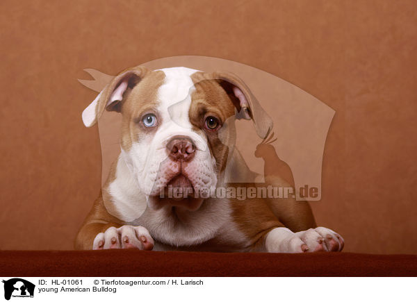 young American Bulldog / HL-01061